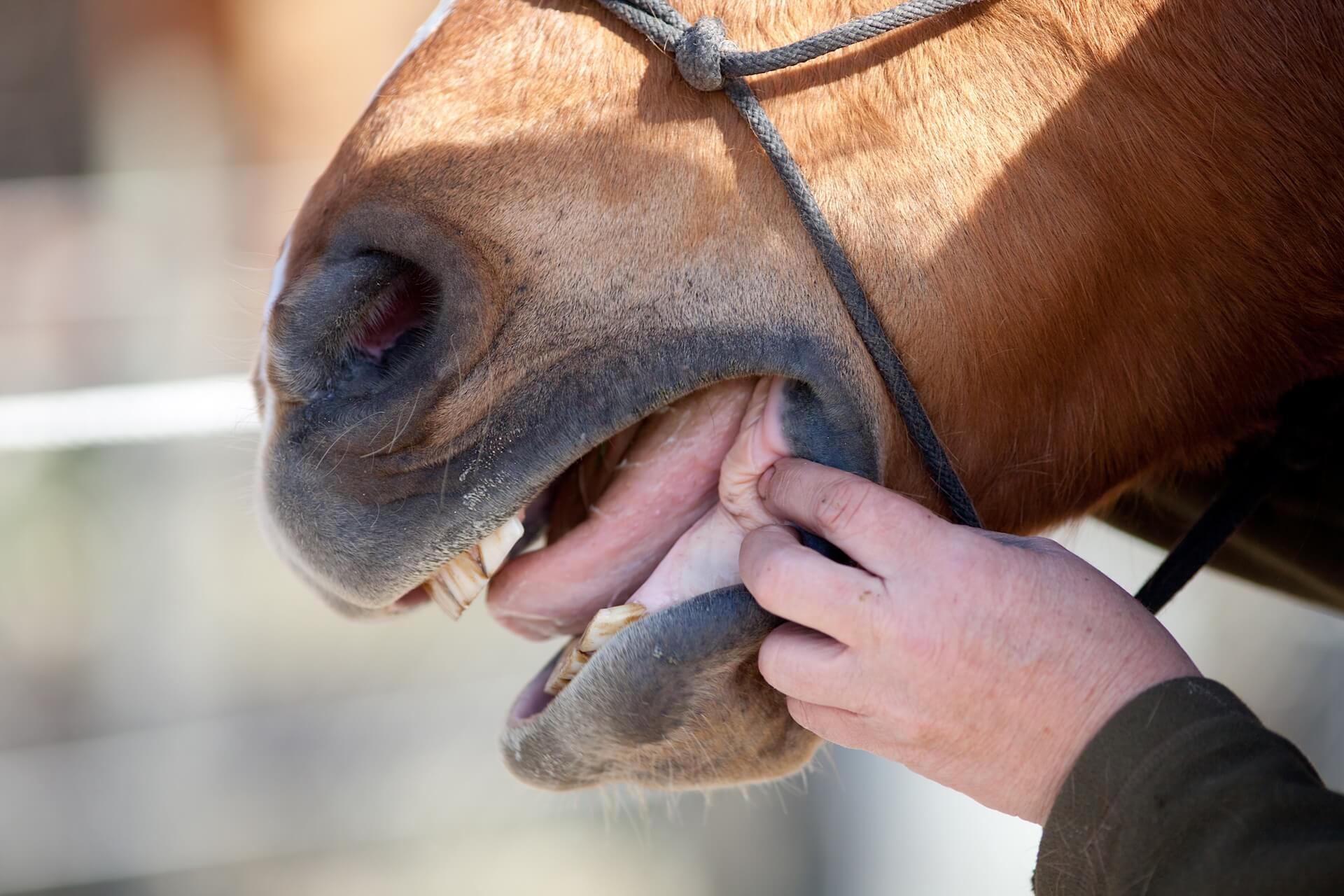 Equine Dentistry in Colorado