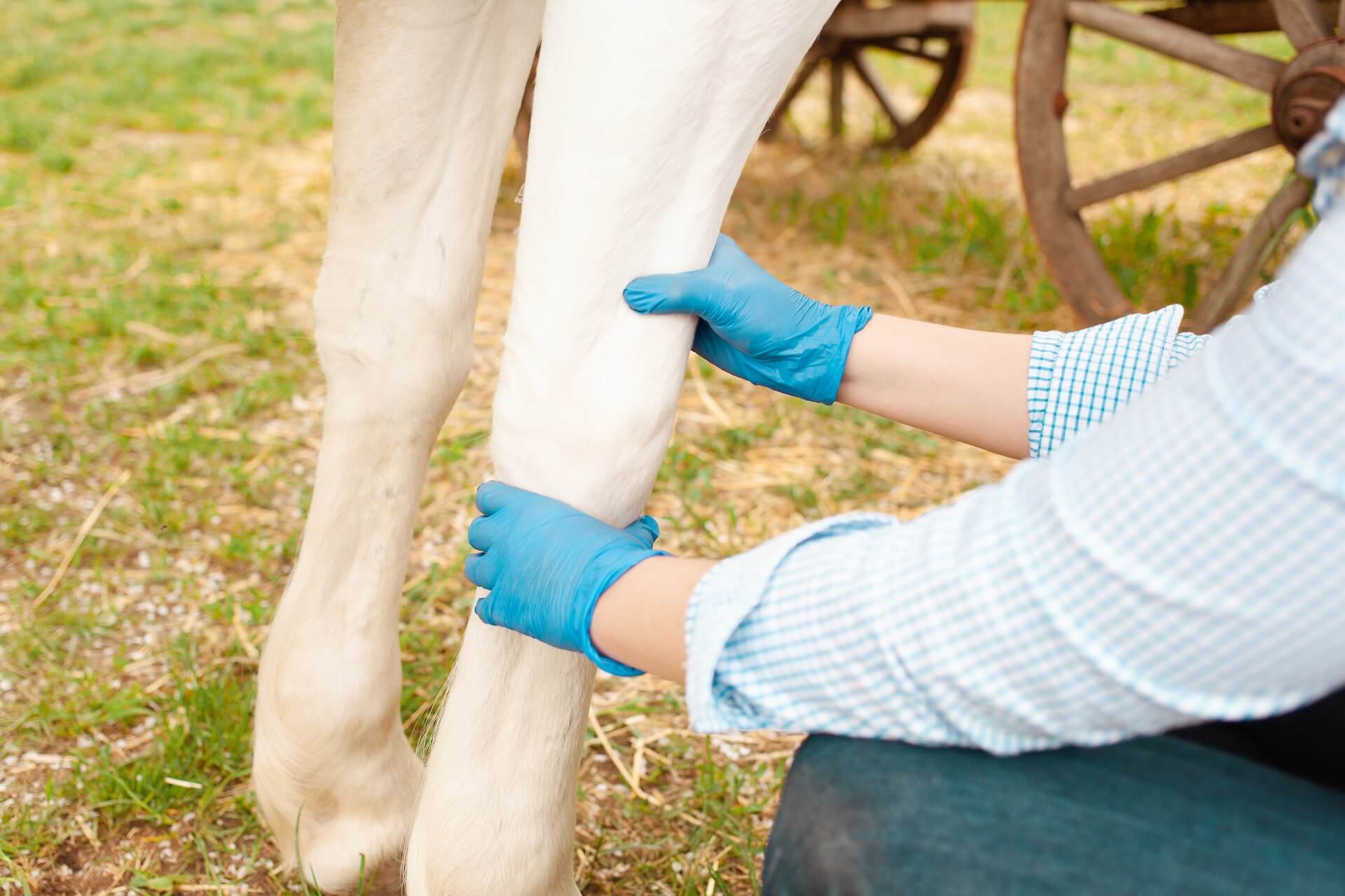Equine Lameness in Colorado