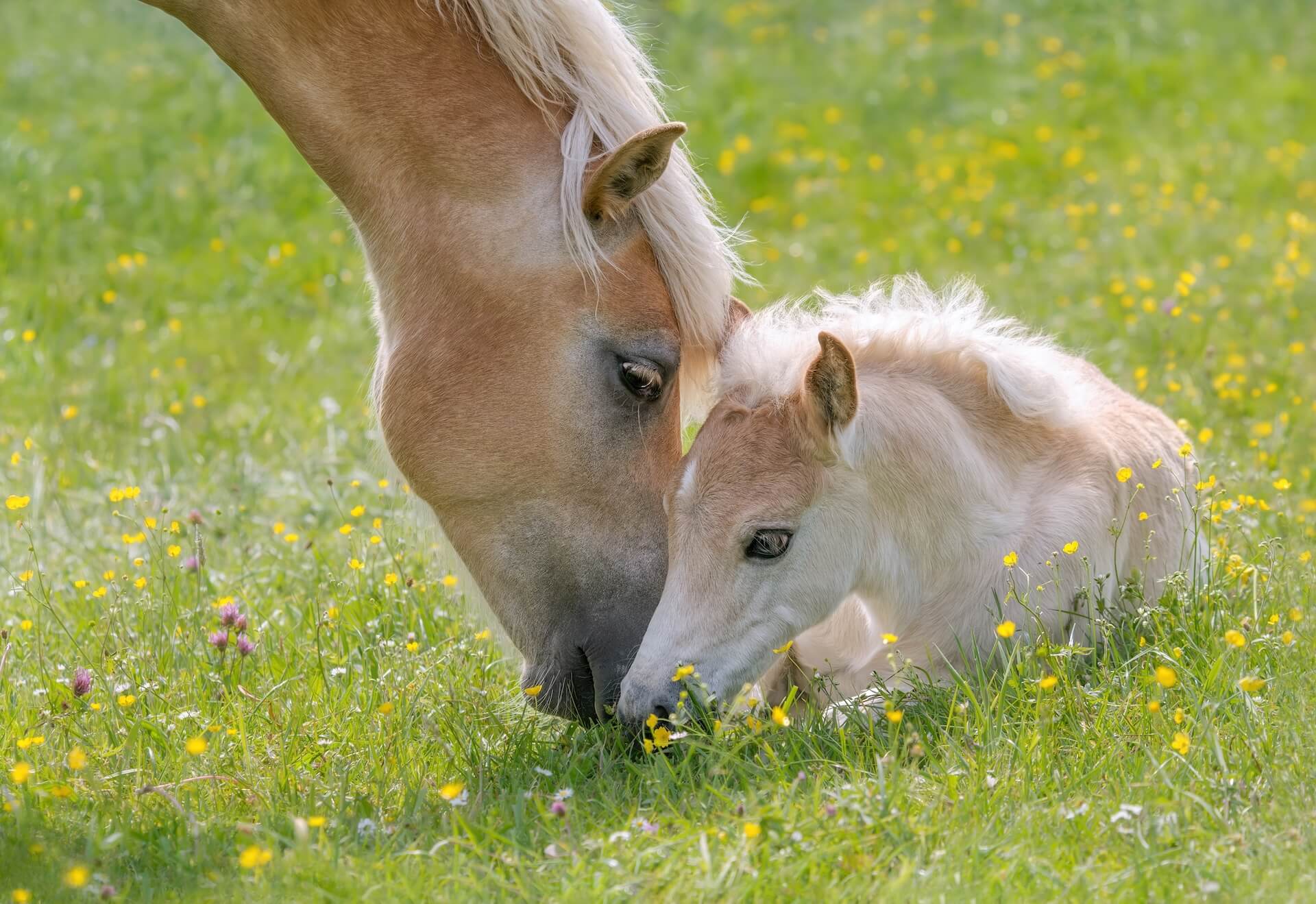 Equine Reproduction in Colorado