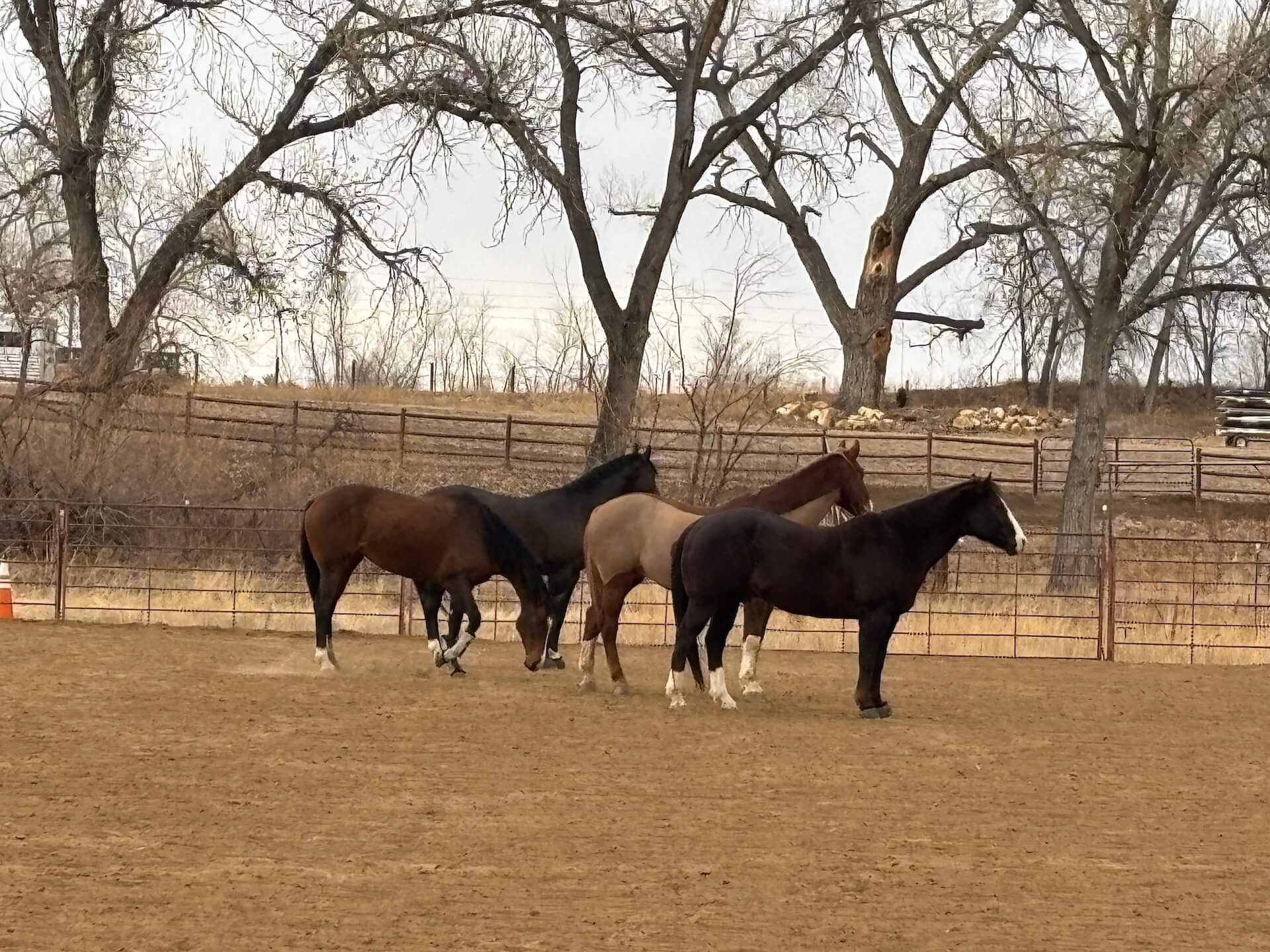 Veterinarians Near Me