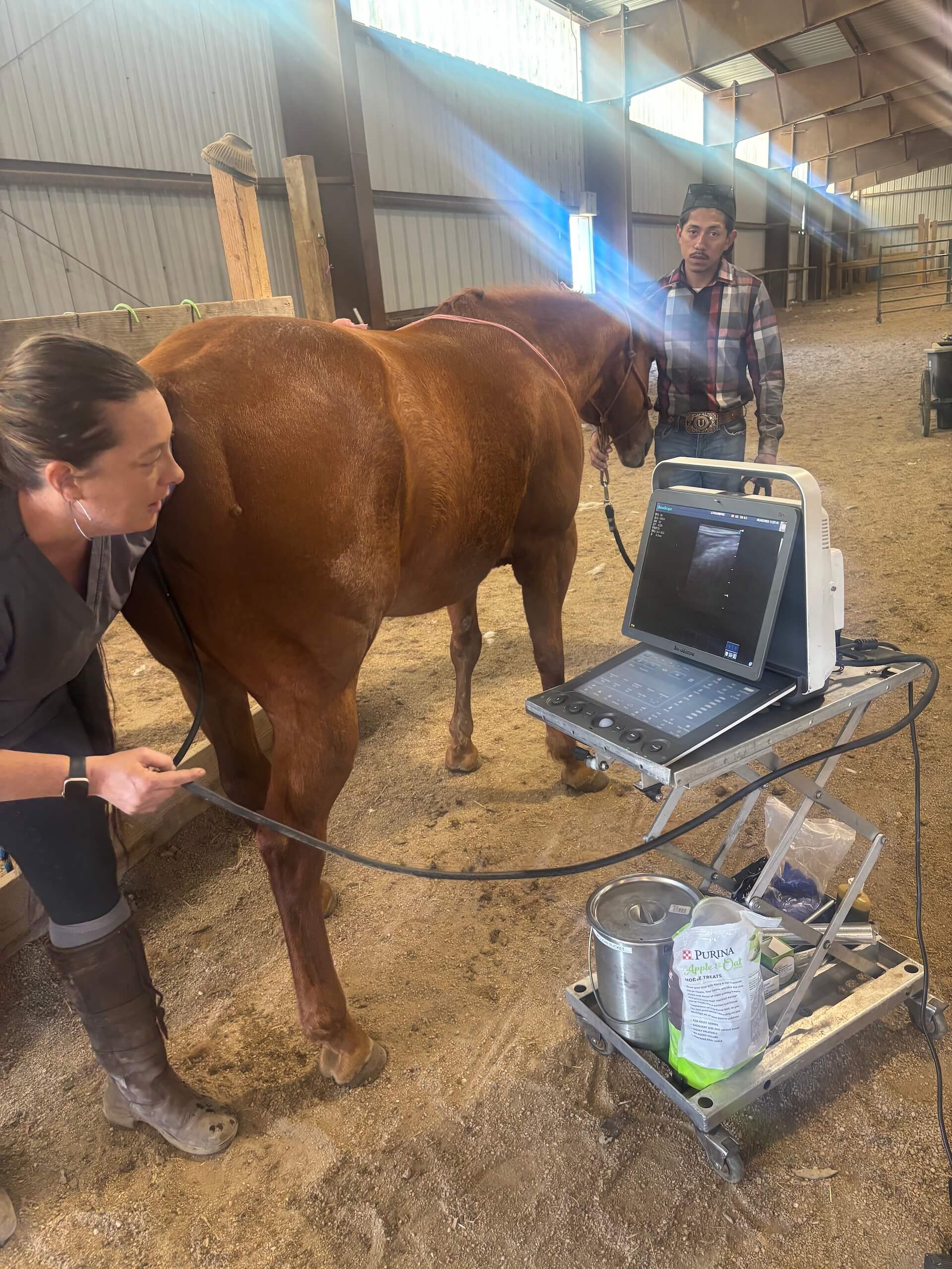 Equine Breeding Services Western States 6