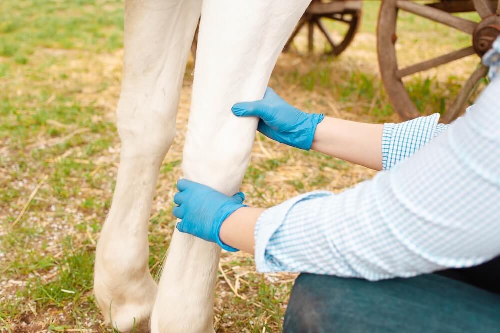 Equine Lameness in Colorado