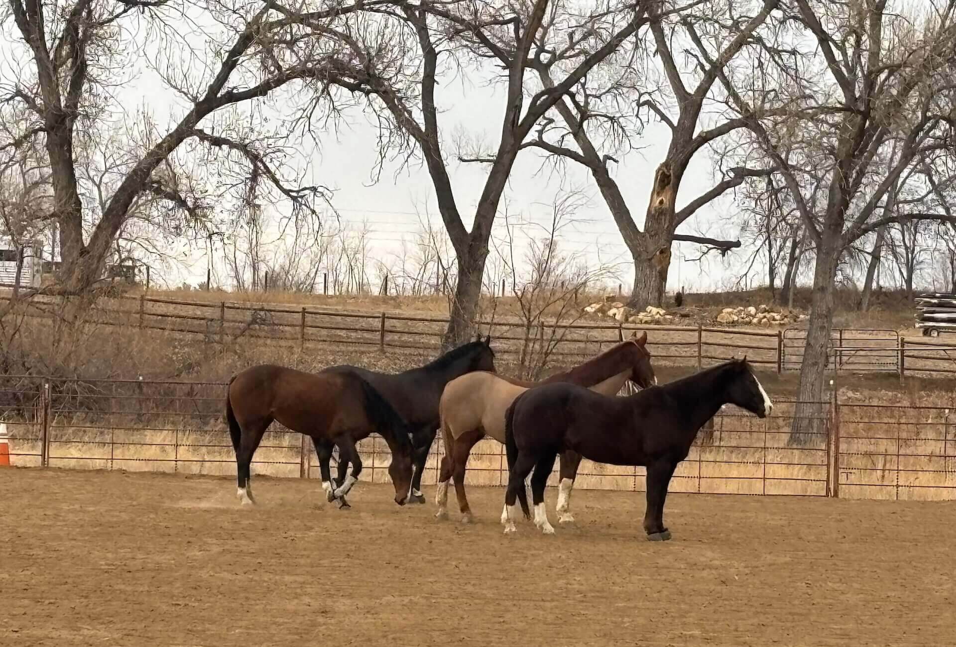 veterinarians near me