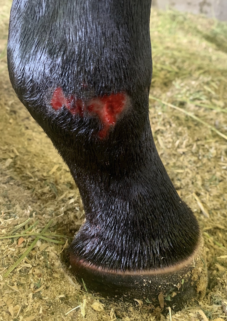 Superficial Fetlock Wound