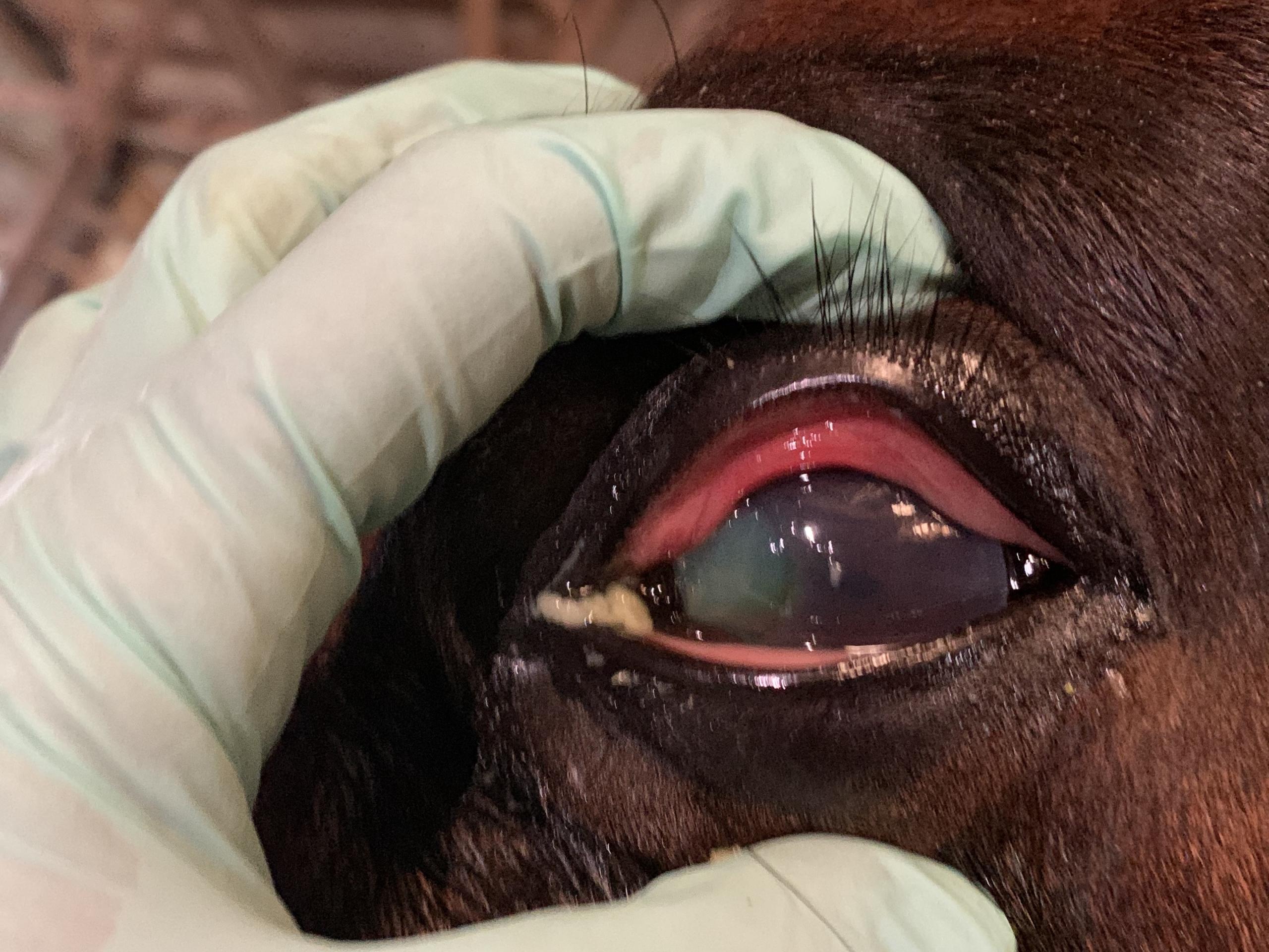 Swollen Eye with Ulcer