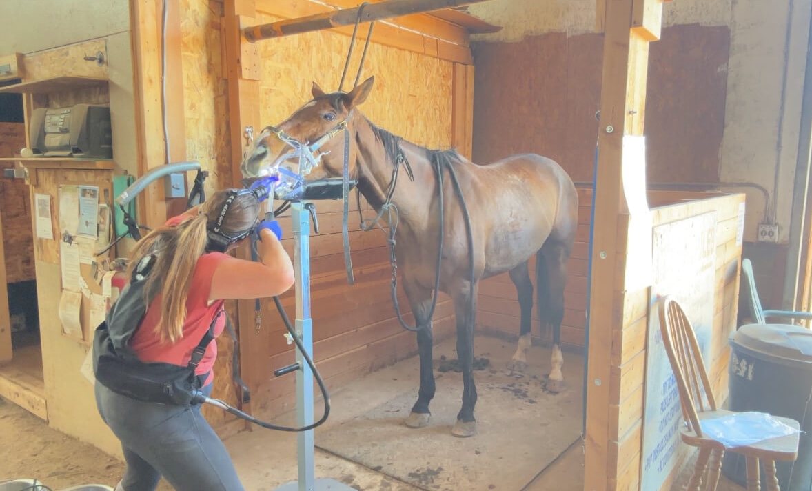 Equine Dental Care in Western States